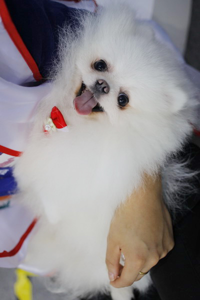 Animal lovers dote on furry families at fair