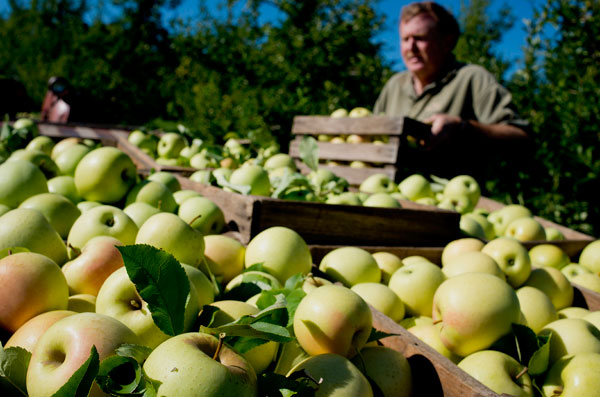 Normalizing trade may bear fruit for US apples