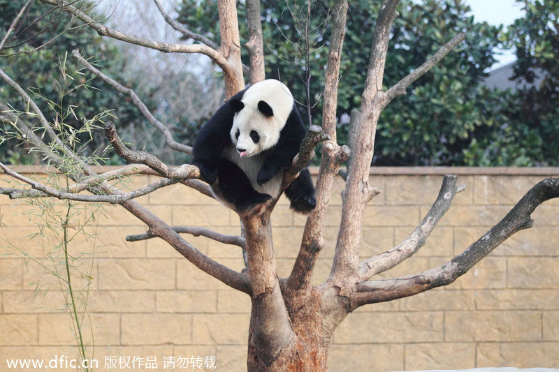 Giant panda in Hangzhou draws visitors