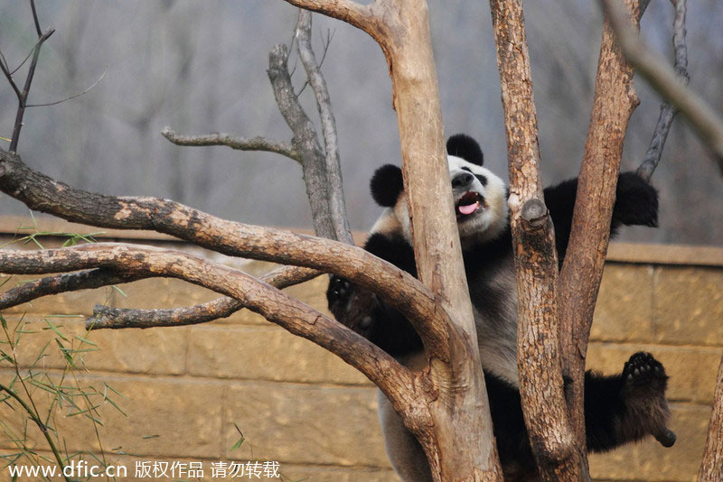 Giant panda in Hangzhou draws visitors