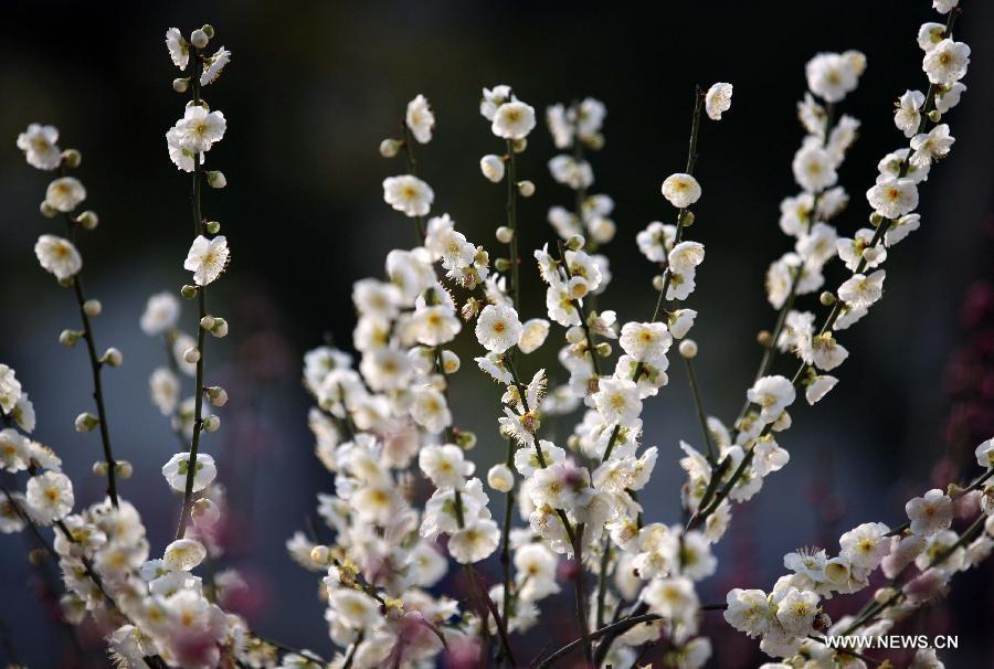 Tourists enjoy plum blossoms in E China's Nanjing