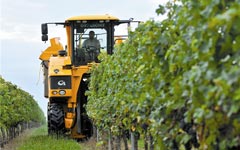 Wine growers go online to boost sales