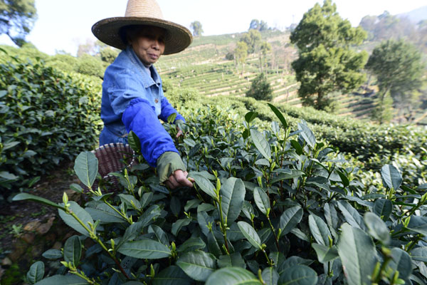 Shortage of water won't dilute attraction of famed Longjing tea