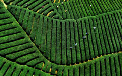 Shortage of water won't dilute attraction of famed Longjing tea