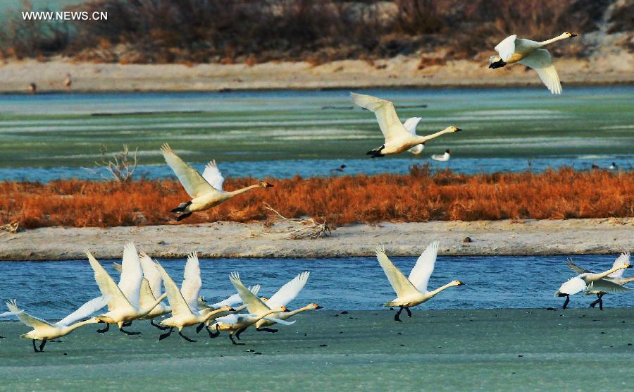 White swans seen on Ulunggur Lake, Xinjiang