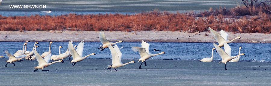 White swans seen on Ulunggur Lake, Xinjiang