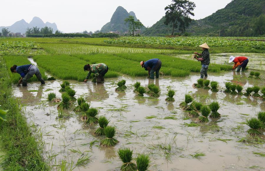 Chinese farmers busy with farming as summer comes