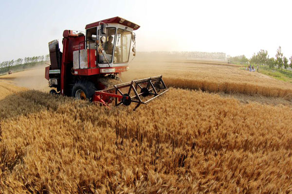 Government forecasts bumper grain harvest