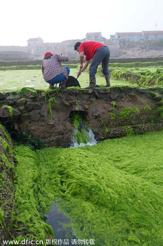 Chinese aquaculturist fights algea outburst