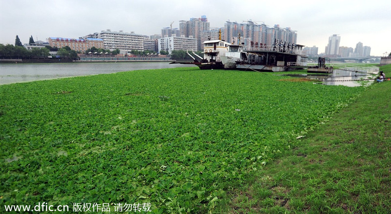 Han River turns green with plants