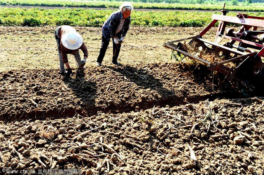 TCM harvesting in East China