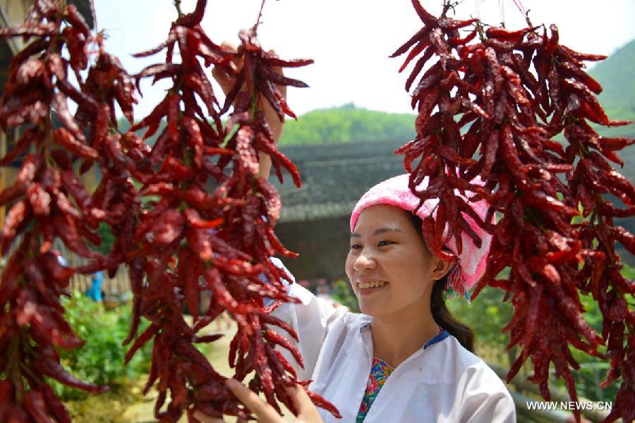 Pepper enters harvest season in S. China