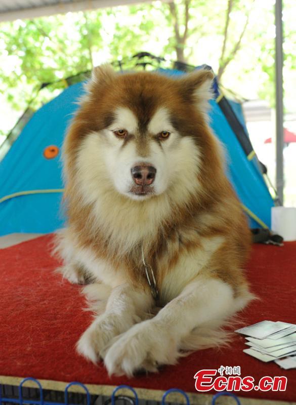 Cute pets at agricultural fair in Changchun