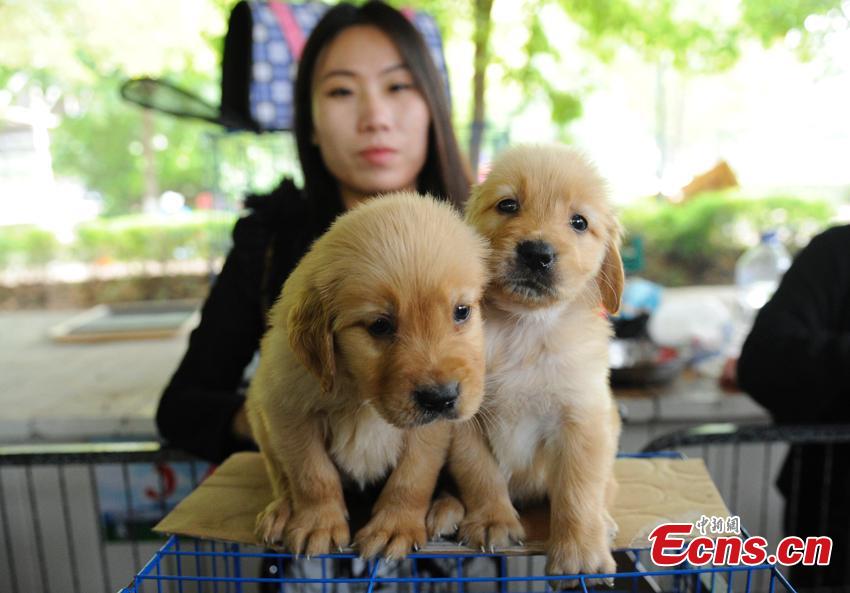 Cute pets at agricultural fair in Changchun