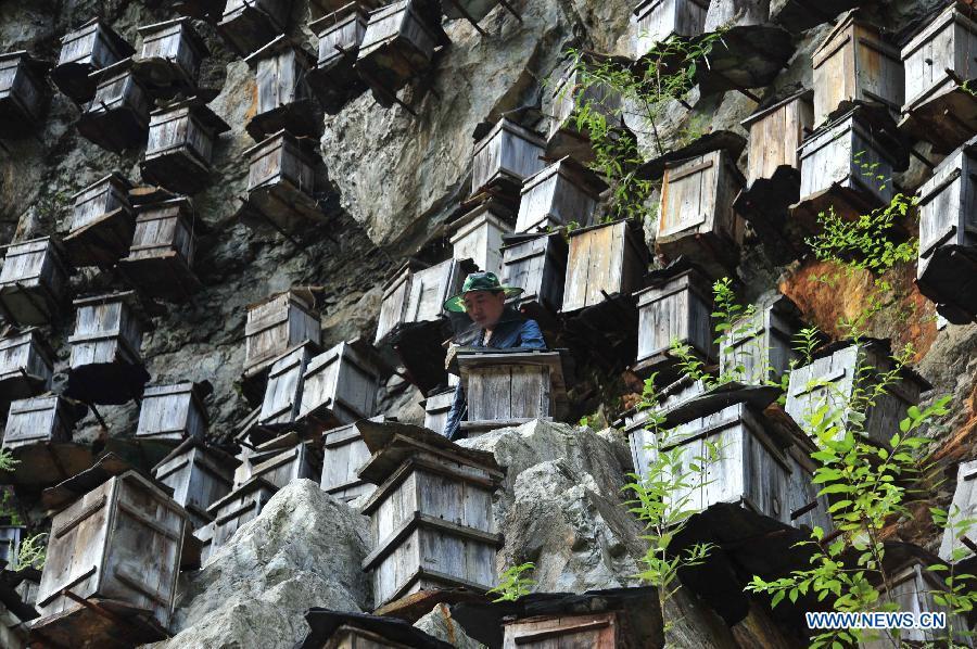 Beekeeping in Shennongjia nature reserve in Central China