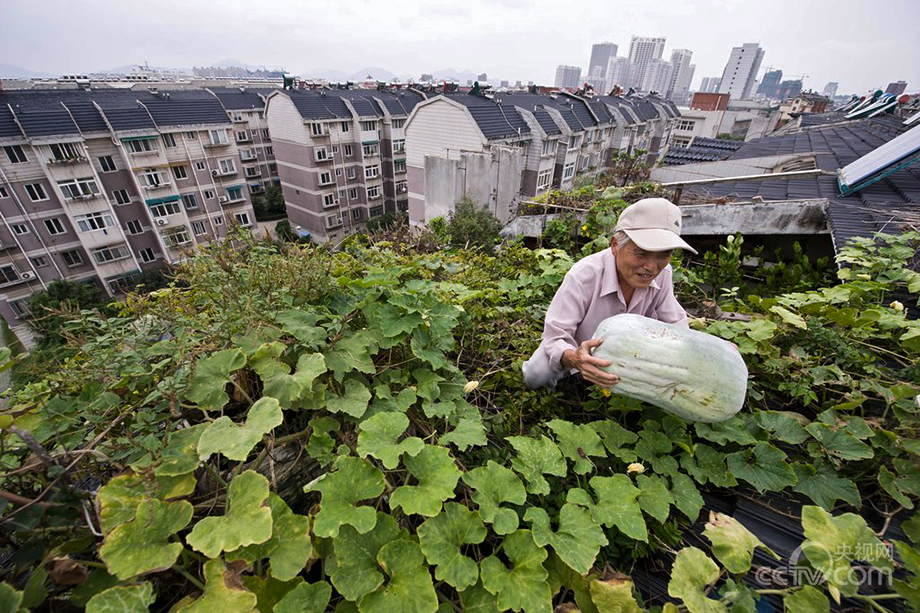 Urban farmers in China