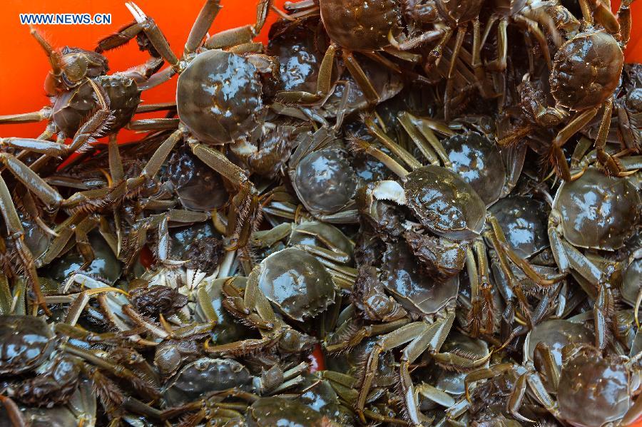 Crab harvest in Yangcheng Lake