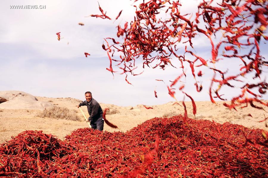 Harvest season for Chinese farmers