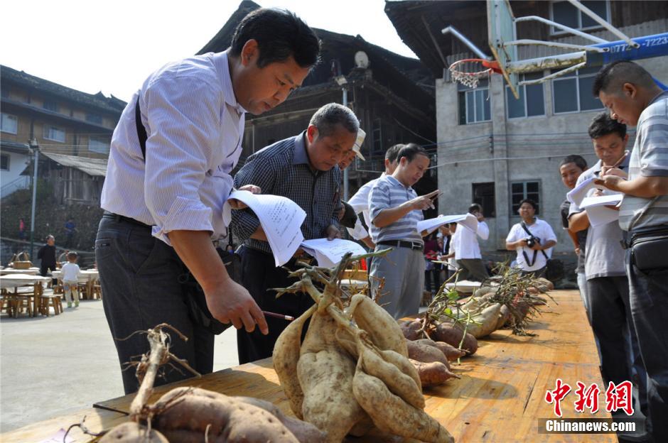 Village holds 'beauty contest' for sweet potatoes