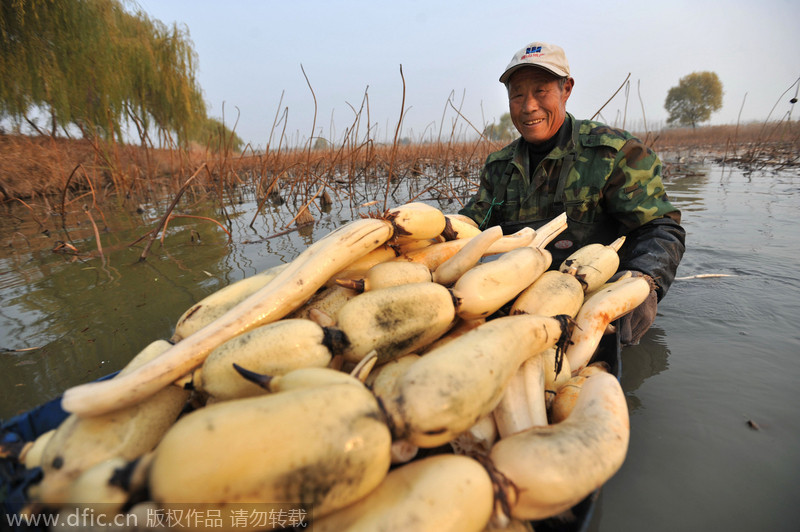 Qingdao grows lotus roots in fishpond