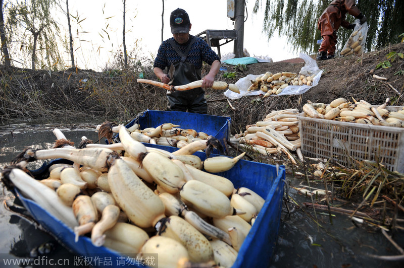 Qingdao grows lotus roots in fishpond