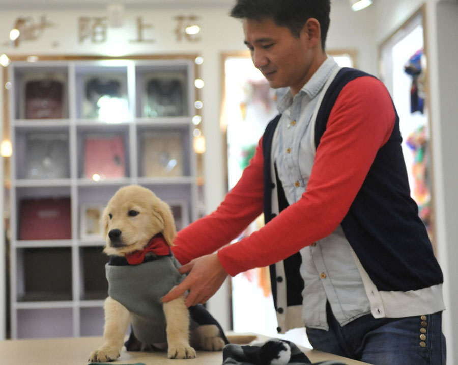 Surge in demand for pet clothes