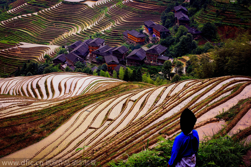 Painting with rice fields