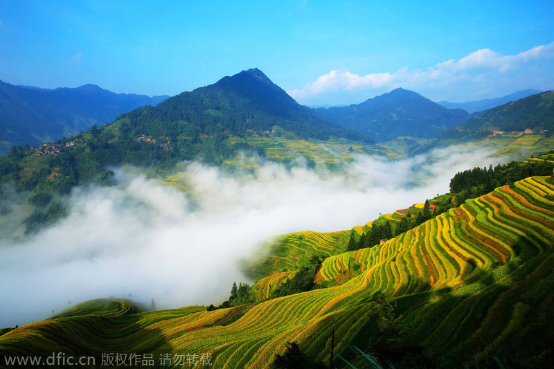 Painting with rice fields