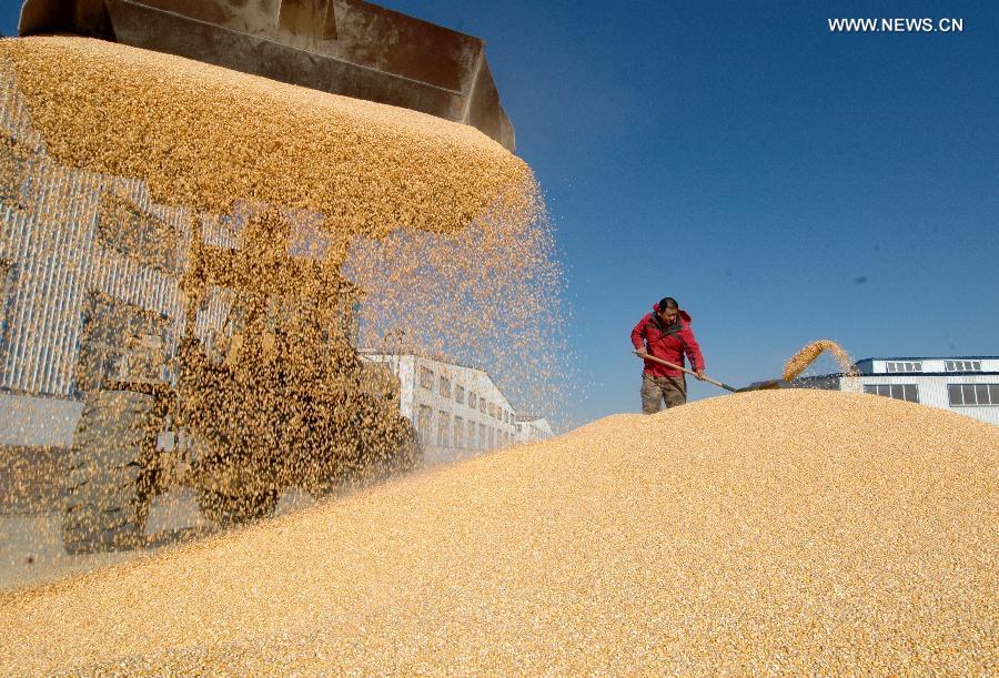 China's grain output rises 0.9% in 2014