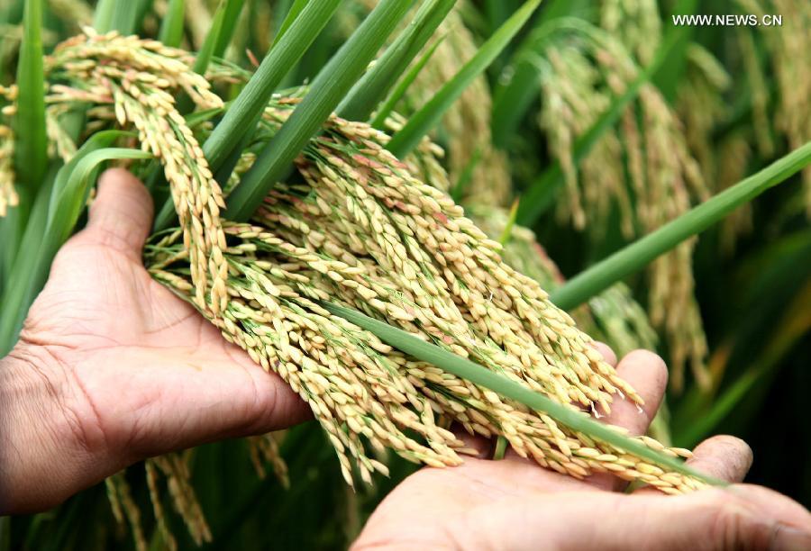 China's grain output rises 0.9% in 2014