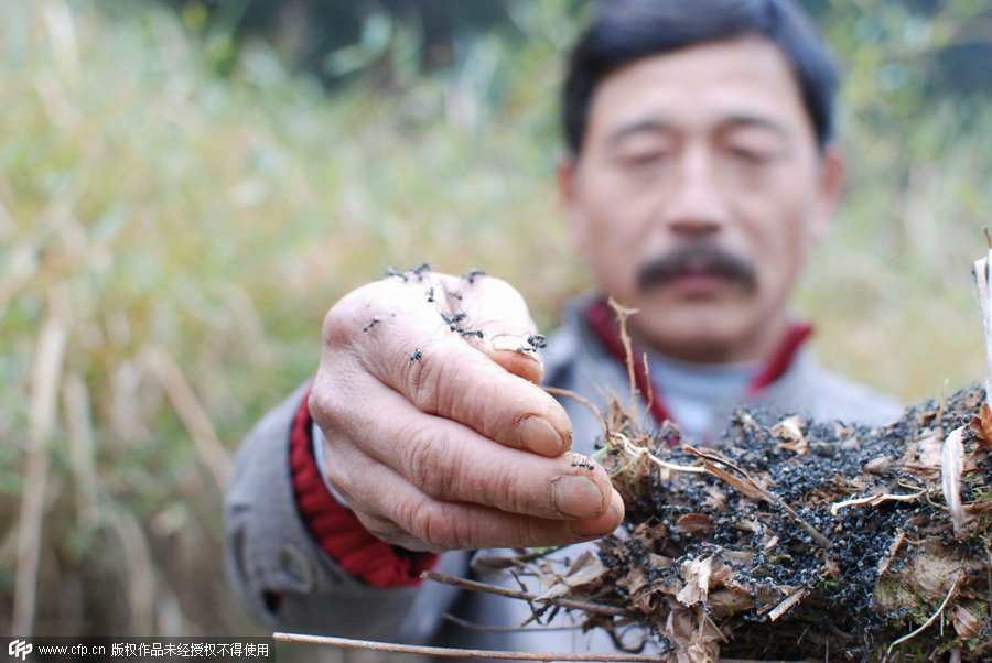 Man earns money by catching ants in Jiangxi