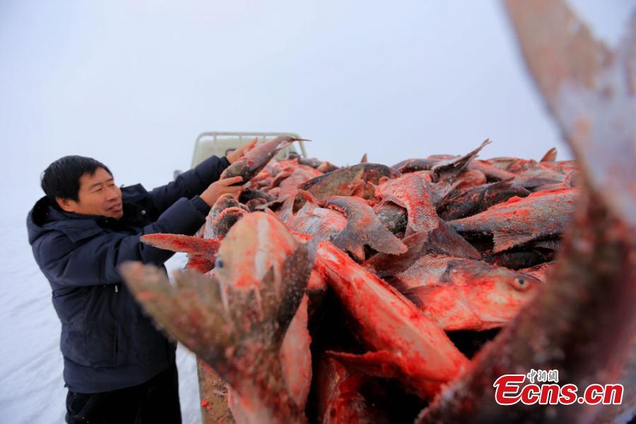 Xinjiang lake in bumper fishing season