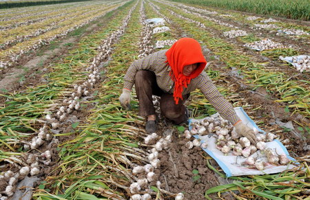 S. Korean move leaves Chinese garlic farmers fuming