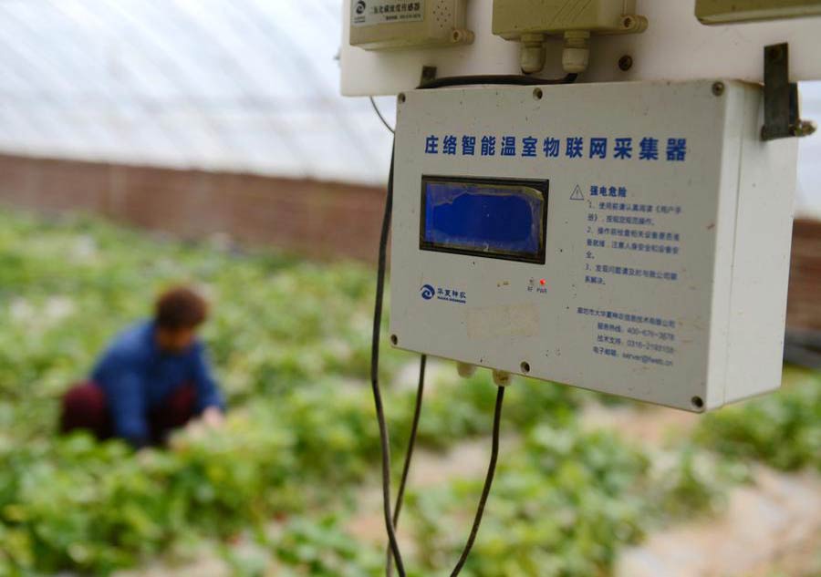 Chinese farmers plough their lands for spring