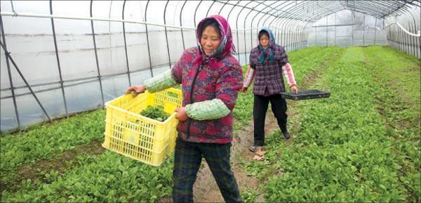 Heiress harmonizes hot pot with organic farming