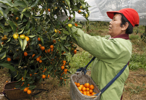 Migrant worker's fruitful endeavor