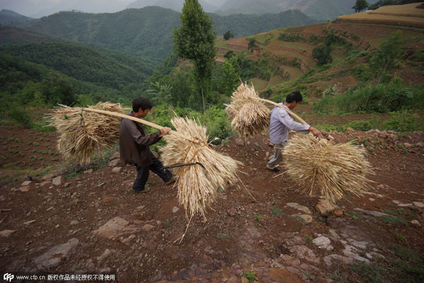 Harvest time in Henan province