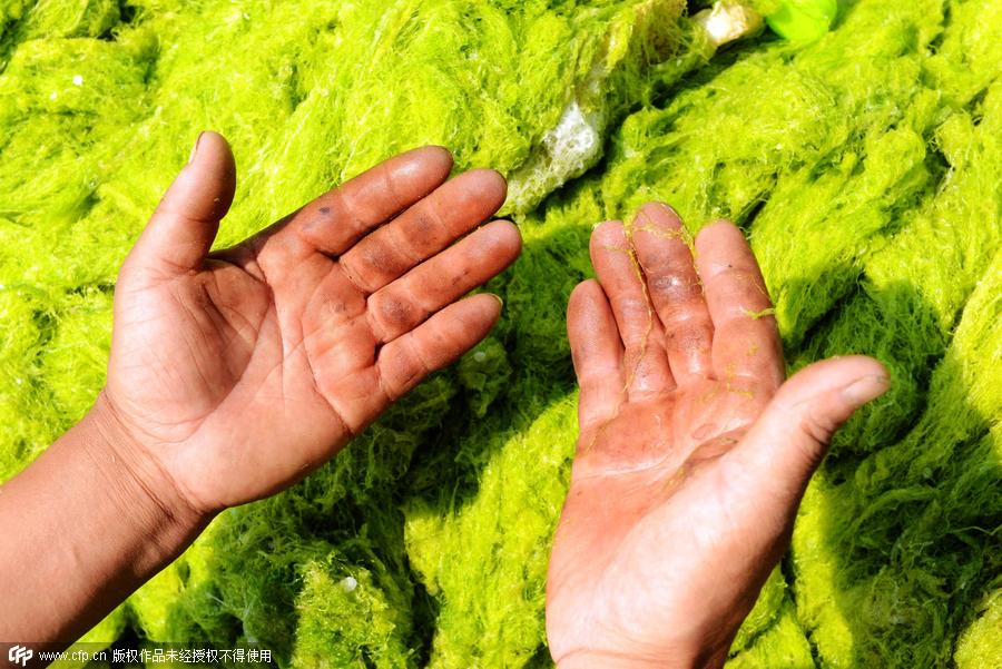 Fishermen who clean enteromorpha