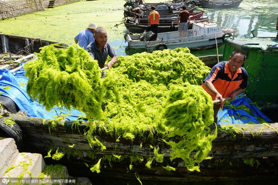 Fishermen who clean enteromorpha