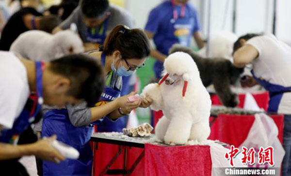 Pet groomers become popular jobs