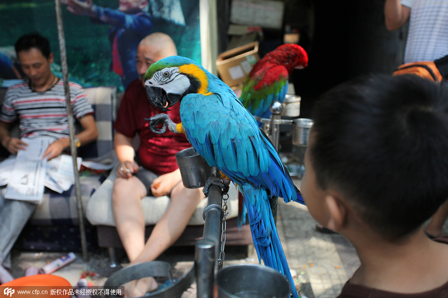 Bird market hidden in Xi’an ancient street