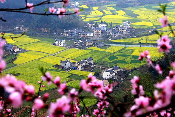 'Flower tours' blossom across China