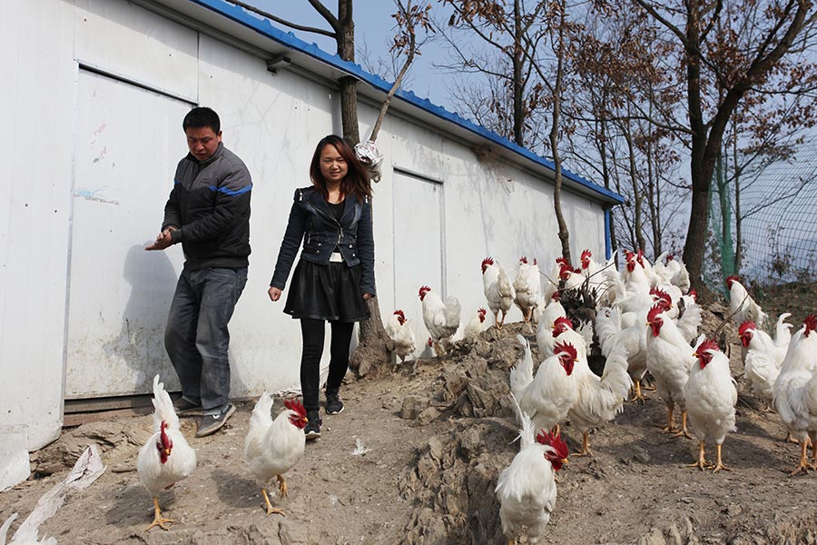 Migrant couple returns to hometown to raise chickens