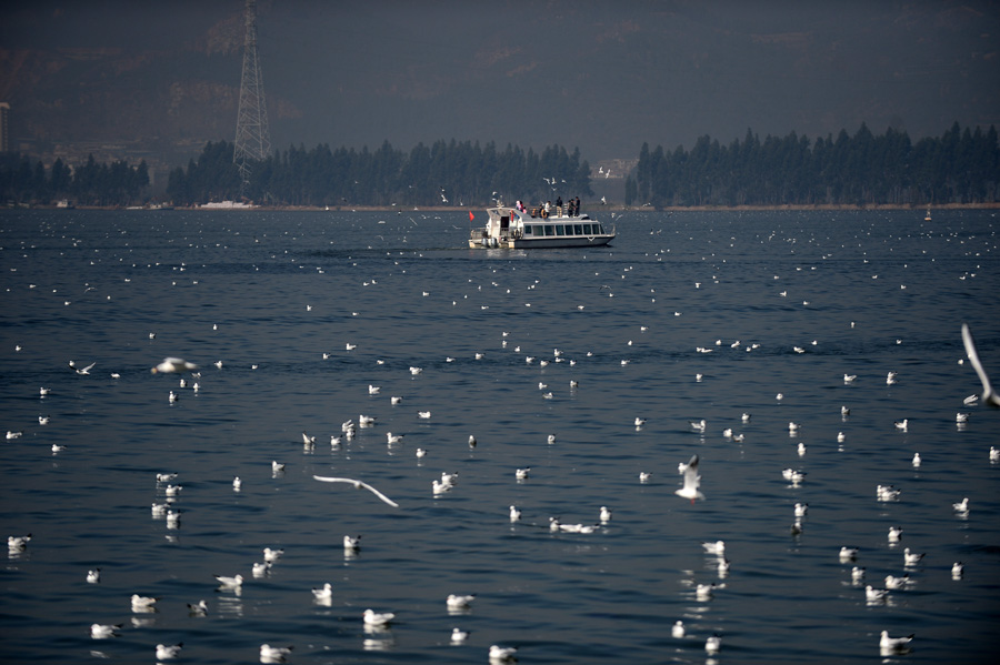 Wetland helps preserve ecology of Dianchi Lake