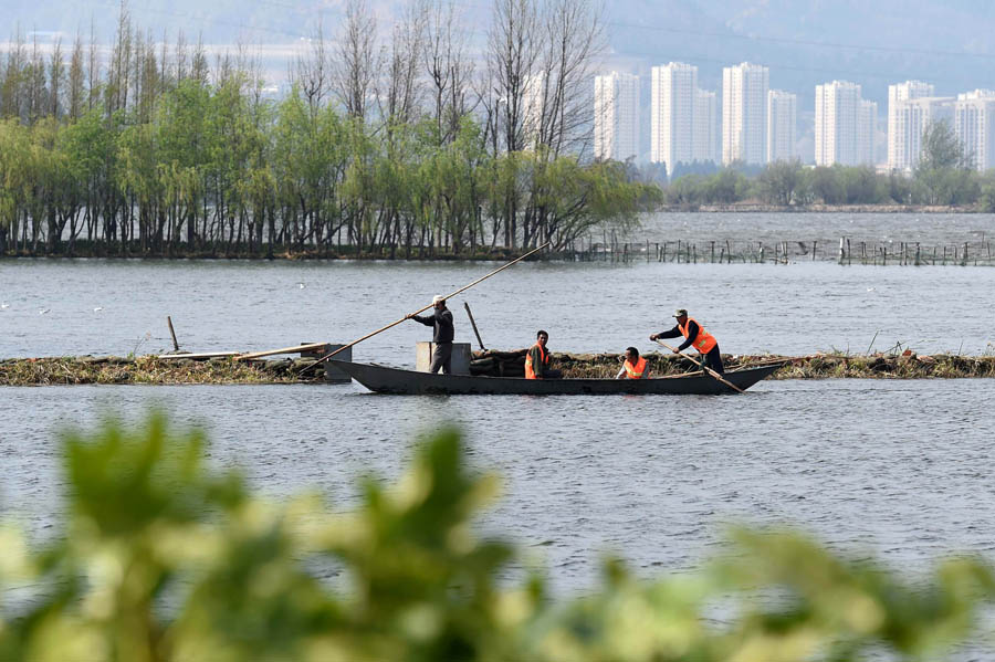 Wetland helps preserve ecology of Dianchi Lake