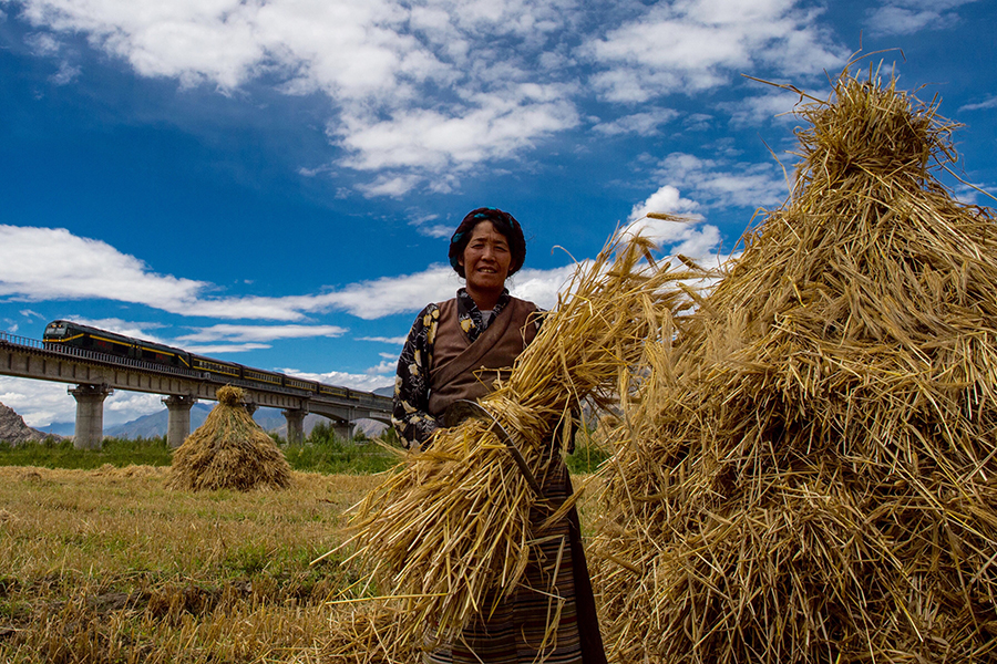 Harvest season colored by ripe crops in China