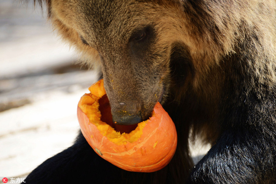 Halloween treats for animals at the zoo