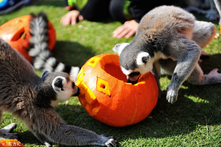 Halloween treats for animals at the zoo