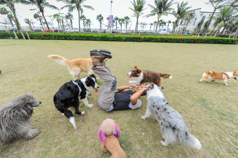 Paid dog walkers are a dog's best friend