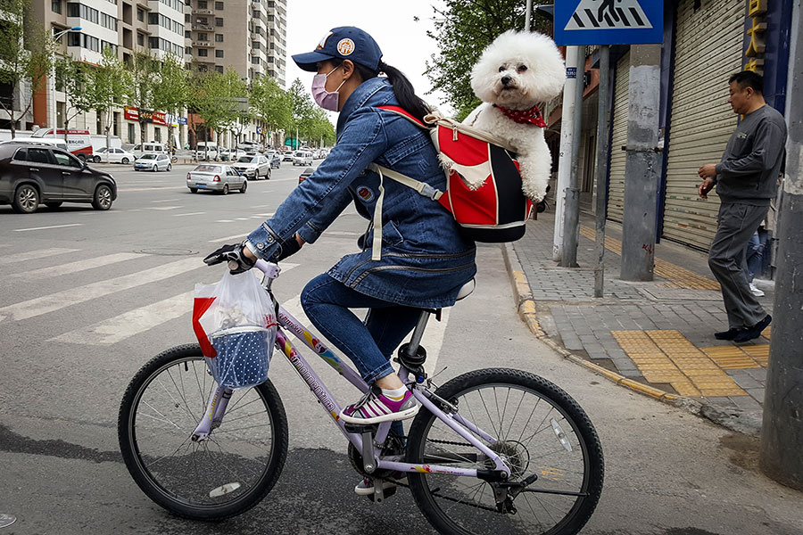 Pets that travel in style